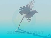 3D Model Bird