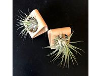 Customizable Air Plant Planter: Hanging or table-top by Lucina