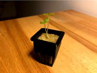 Hydroponics rockwool net cups for 1 inch (2,5 cm) cubes by alexeyzel