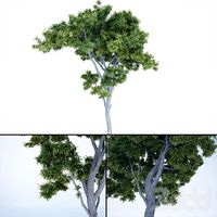 Tree_vol1_005