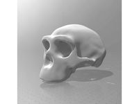 Homo Erectus skull 1:1 scale by YellowShip