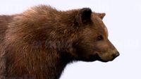 Bear3d model