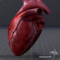 Human Heart Anatomy3d model