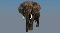 Elephant3d model