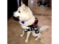 Catsberry Minigun (for dog vests) by Iwatobi