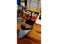 Megalodon Tooth Stand by ScoobaSteve451