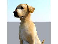 Labrador Dog Realistic Pet Lovers Gift Free Stl  by samlyn696