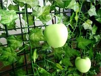 Magnetic Apple by Meander_