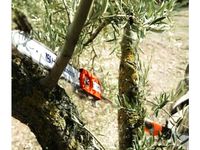 Chonkys Custards Gardening Tools by moodyswing