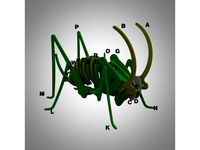Locusts 3D puzzle by pcn3dprinting