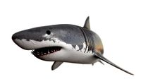 Great White Shark