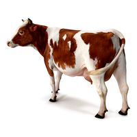 Red and White Cow