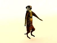 Suricate Meerkat