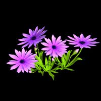 purple flower