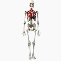 Human Male Skeleton with Respiratory System