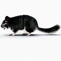 Chinchilla with Fur 3D Model