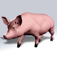 Pig Rigged