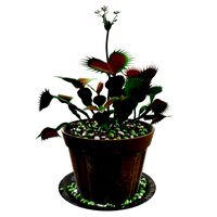 Venus flytrap