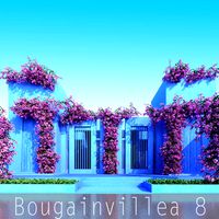 Bougainvillea 8
