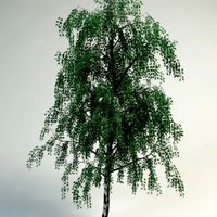 birch betula pendula