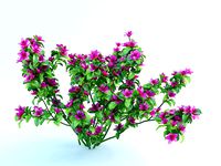 azalea japonica bush