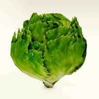 Low poly lettuce