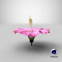 Hibiscus Flower Pink