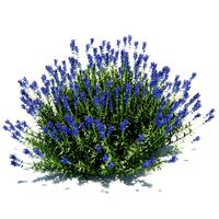 True Lavender Plant