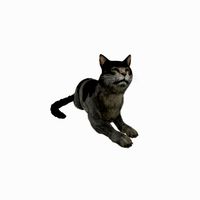 Cat European Shorthair 3D model