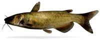 Ictalurus punctatus Channel Catfish