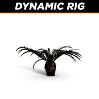 cycas