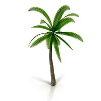 Coconut palm