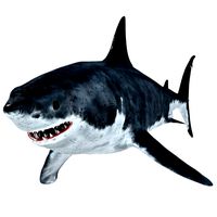 Great White Shark