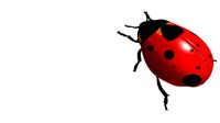 lady bug