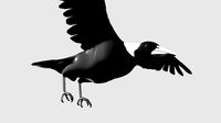 Australian Magpie