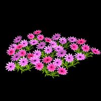 garden flower