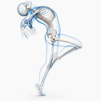 Male Body with Skeleton Ballet Pose 3D Model