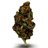 Cannabis Bud 03