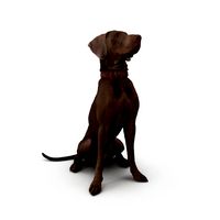 Weimaraner Sitting Dog