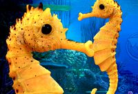 seahorse