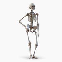 Human Female Skeleton Pose 2 3D Model