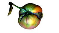 Tomato 3