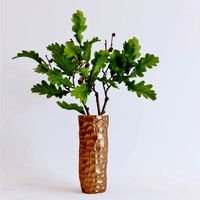 Green oak branches in vase