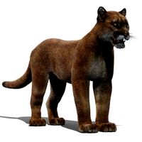 Puma (Fur)