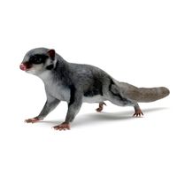 Sugar Glider