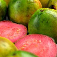 guava