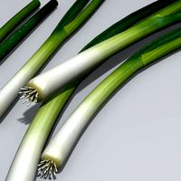 Spring Onion