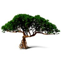 Miniature Bonsai Tree