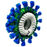 Coronavirus MERS-CoV Cross Section