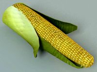 Corn Cob Husk